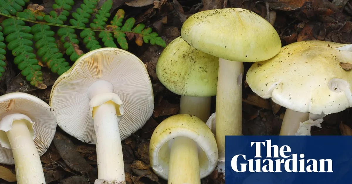 California Sees Surge in Deadly Mushroom Poisonings with Four Deaths