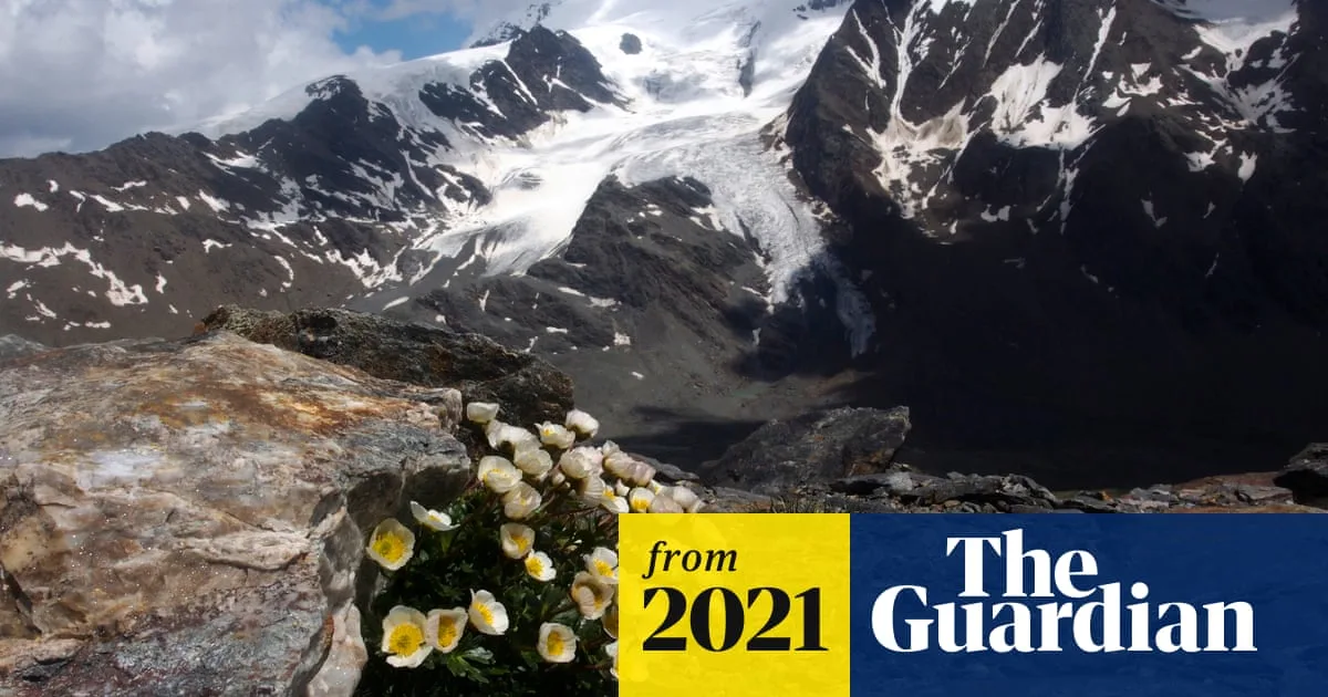 Alpine plants face extinction as melting glaciers force them higher, warns study