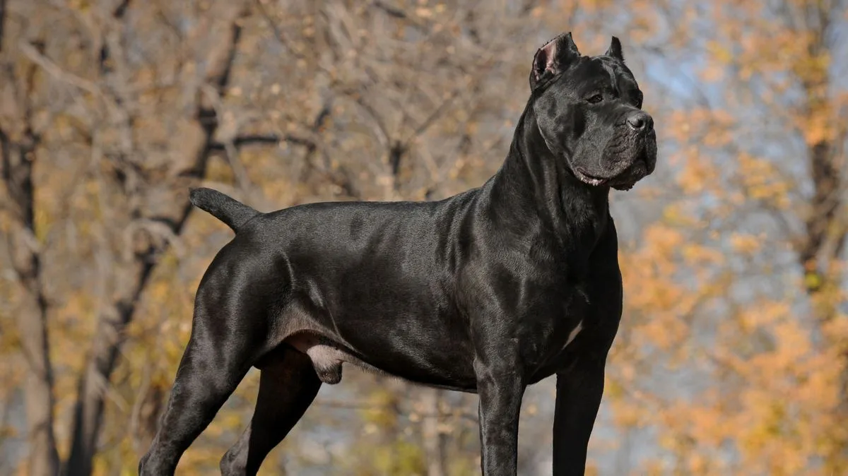 Woman's Voice Box Shattered in Cane Corso Attack