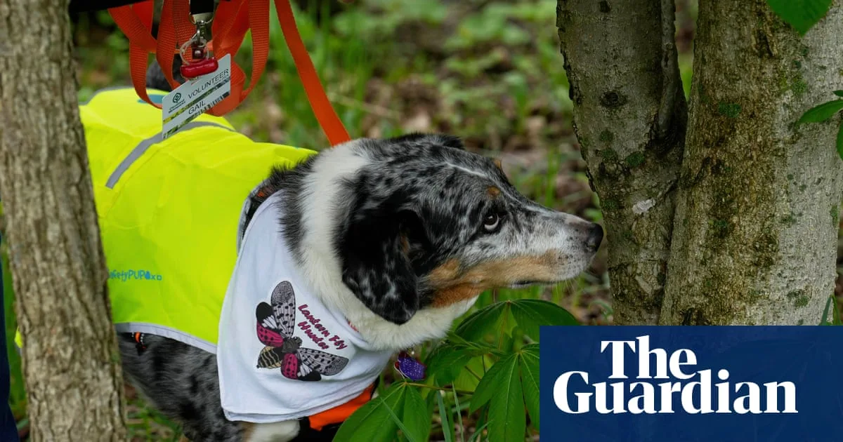 Canine Heroes Sniff Out Destructive Lanternflies in UK