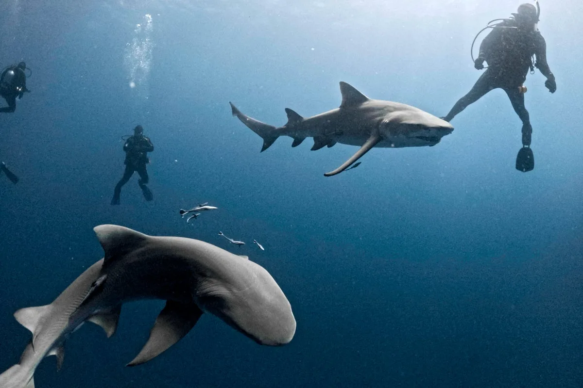 Caribbean Sharks Test Positive For Cocaine And Pharmaceuticals