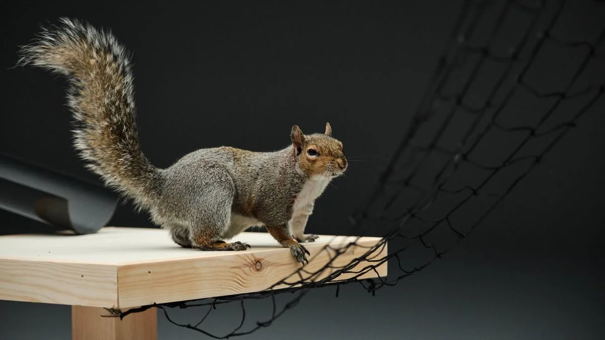 Carling Black Label Revives Iconic 90s Squirrel Ad for Relaunch
