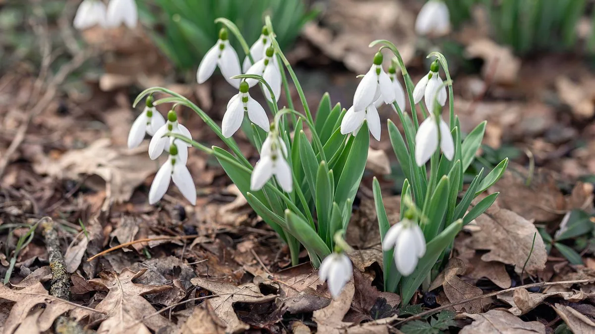Carol Klein's Simple Trick for Perfect Snowdrops