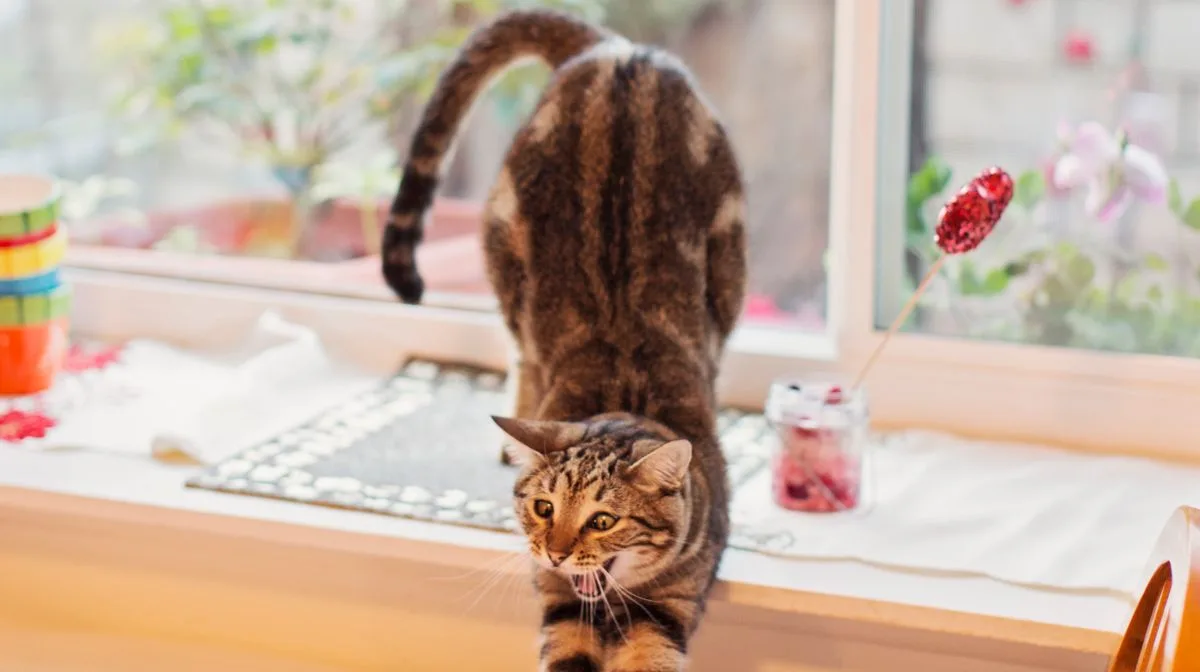 Cat Elevator Butt Is a Sweet Compliment, Not Just Quirky