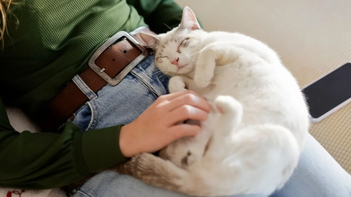 Cat Owners Warned: Hidden Arthritis Risks in Older Felines