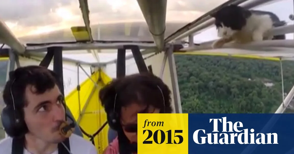 Cat Stows Away on Ultra-Light Aircraft Wing in French Guiana