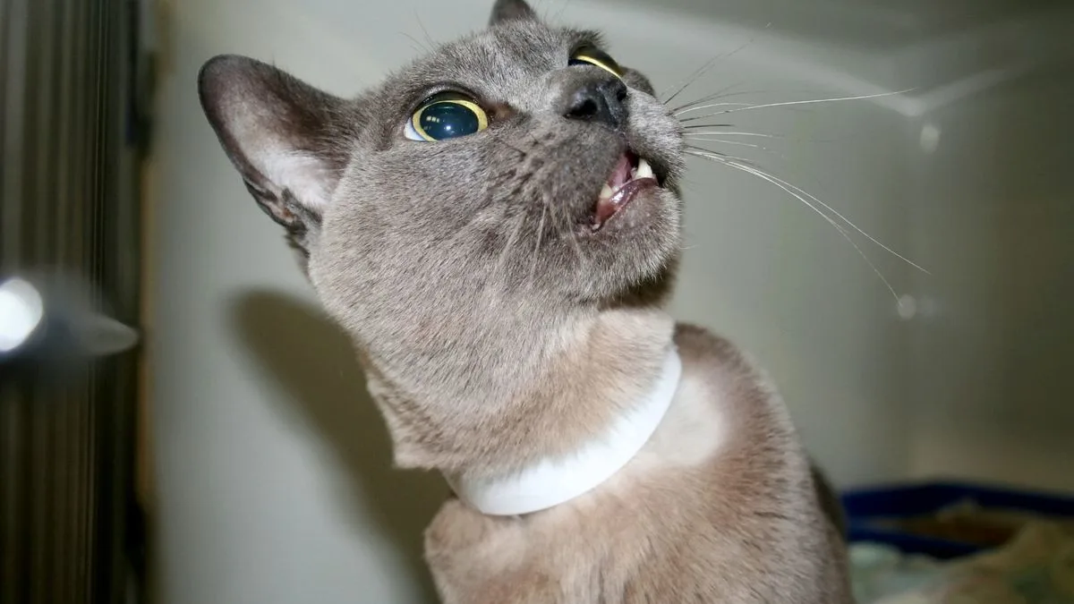 Cat Saved by £4,000 Stent Operation, Overseen via Zoom from Germany