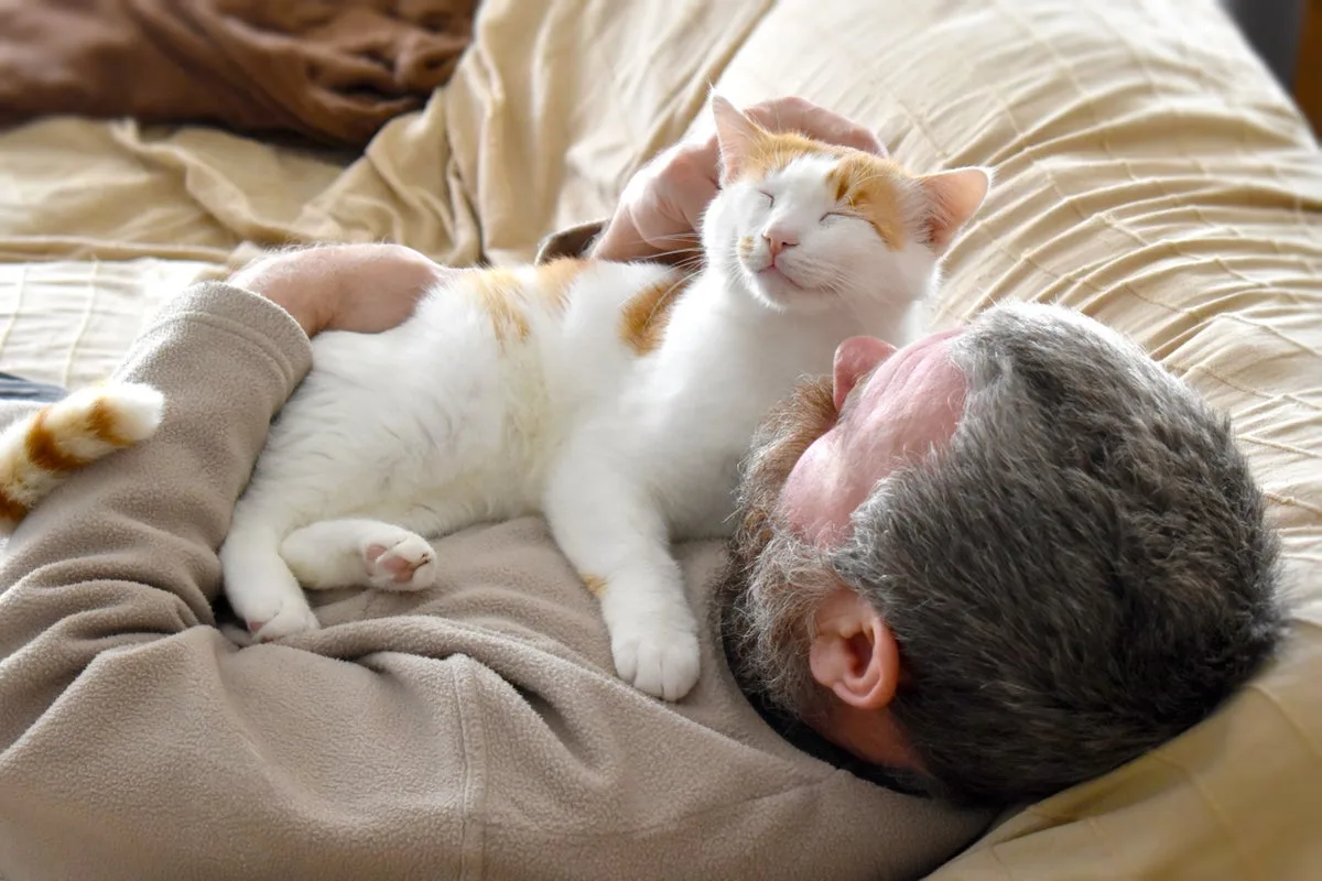 Cats Are Independent and Do Not Depend on Owners, Study Finds