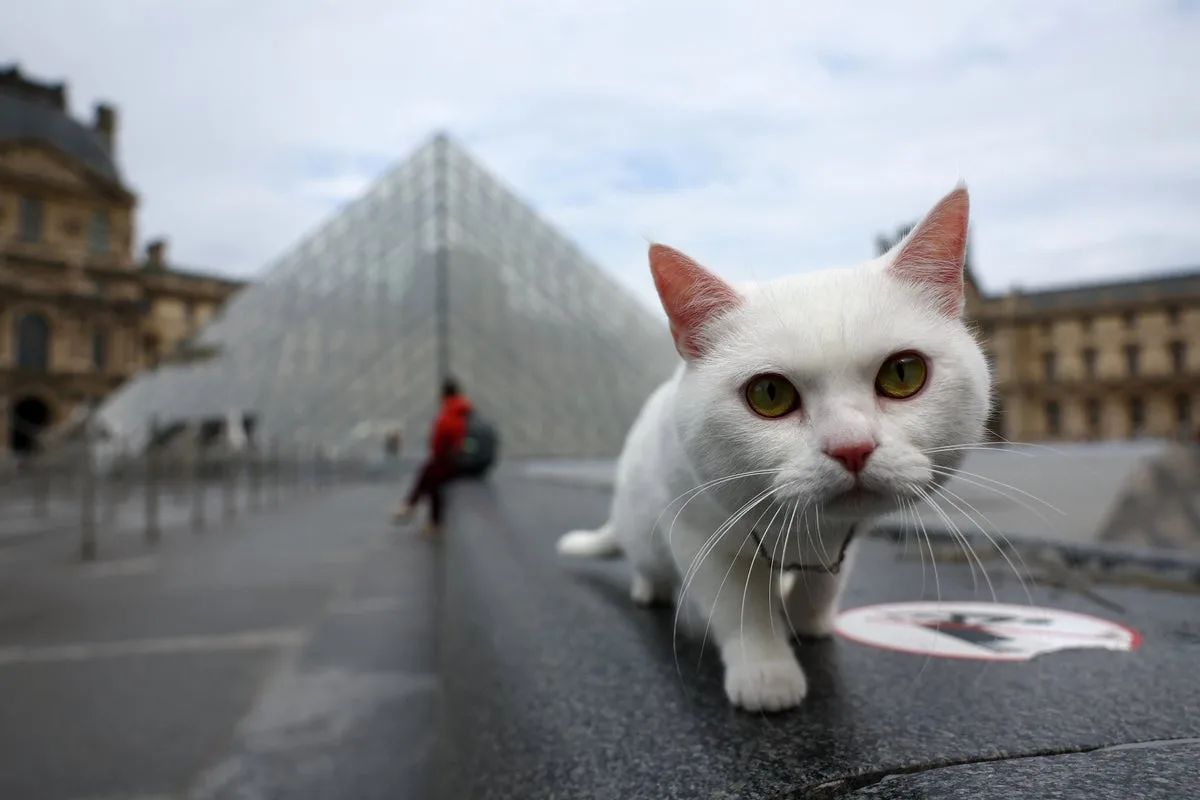 Cats develop dementia in similar way to humans, study finds
