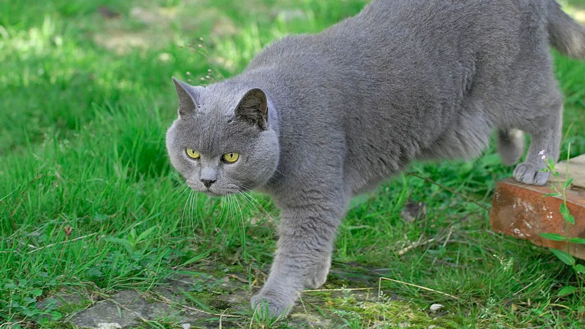 Cat Presents Owner with Fish 'Gift', Sparks Rescue and Online Debate