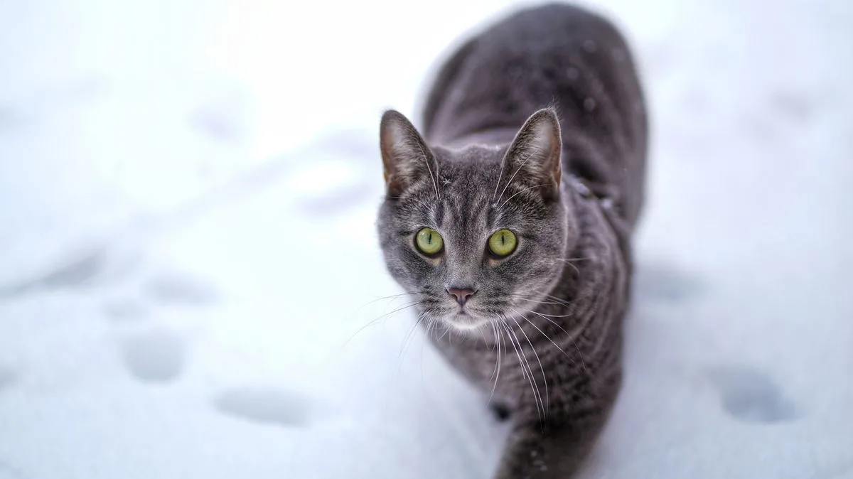 Cat's Hilarious First Snow Reaction Amid UK Storm