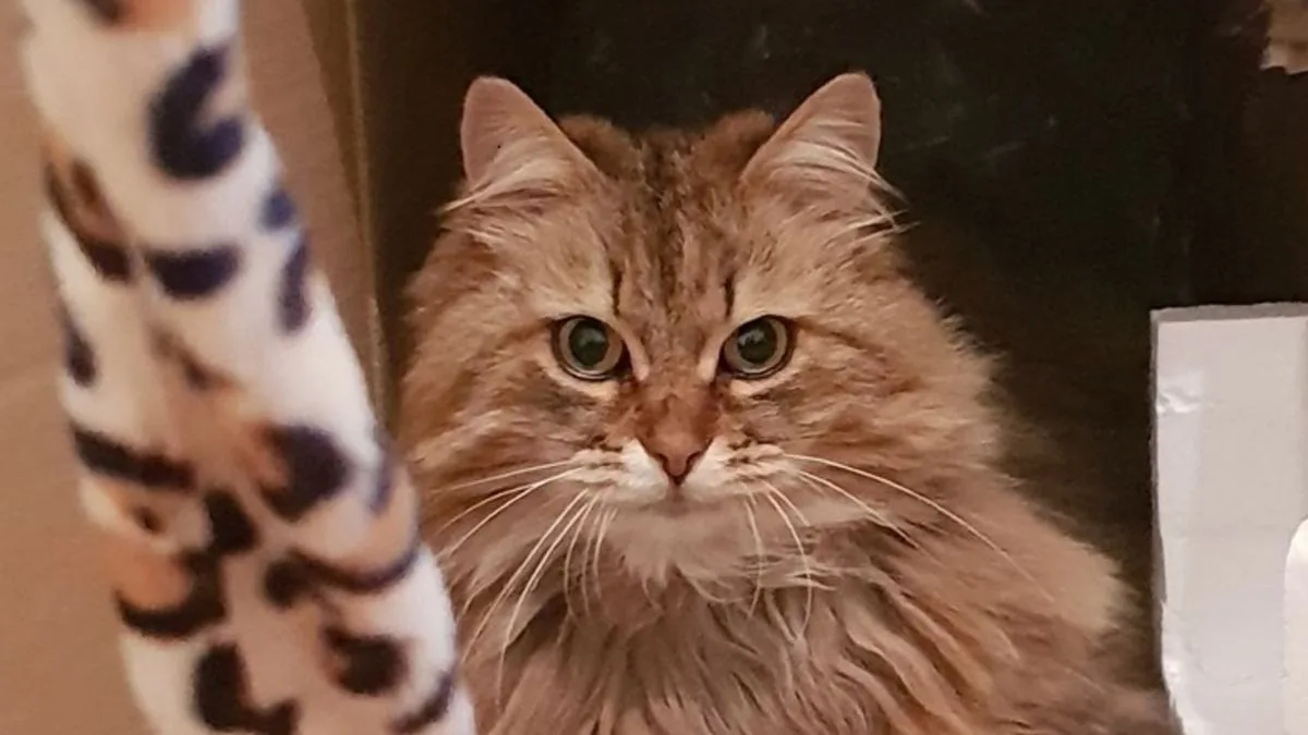 Cunning Cat's Double Dinner Scheme Exposed by Toby Carvery Note