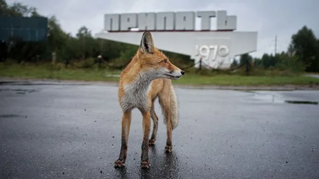 Chernobyl Zone Outperforms Nature Reserves in Wildlife Study