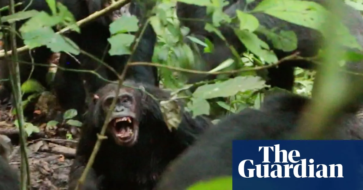 Wild Chimpanzees Documented Waging 'Civil War' with Coordinated Attacks in Uganda