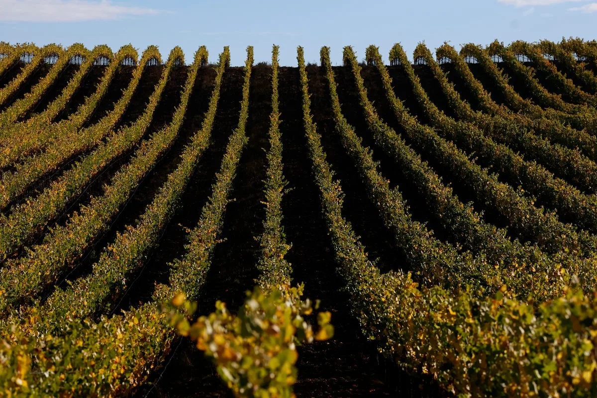 China's Drinking Ban Deals Heavy Blow to Global Wine Producers