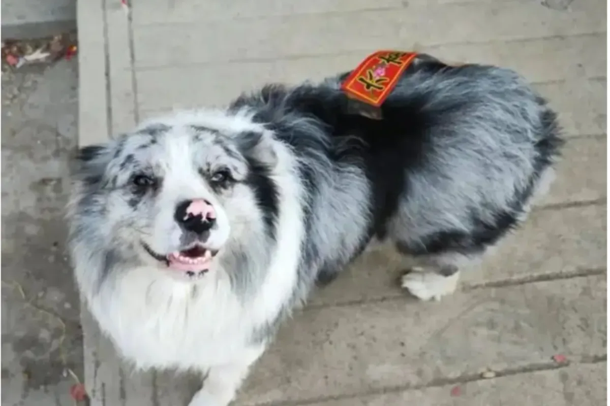 Chinese Influencer Dog Stolen, Killed and Eaten, Owner Claims