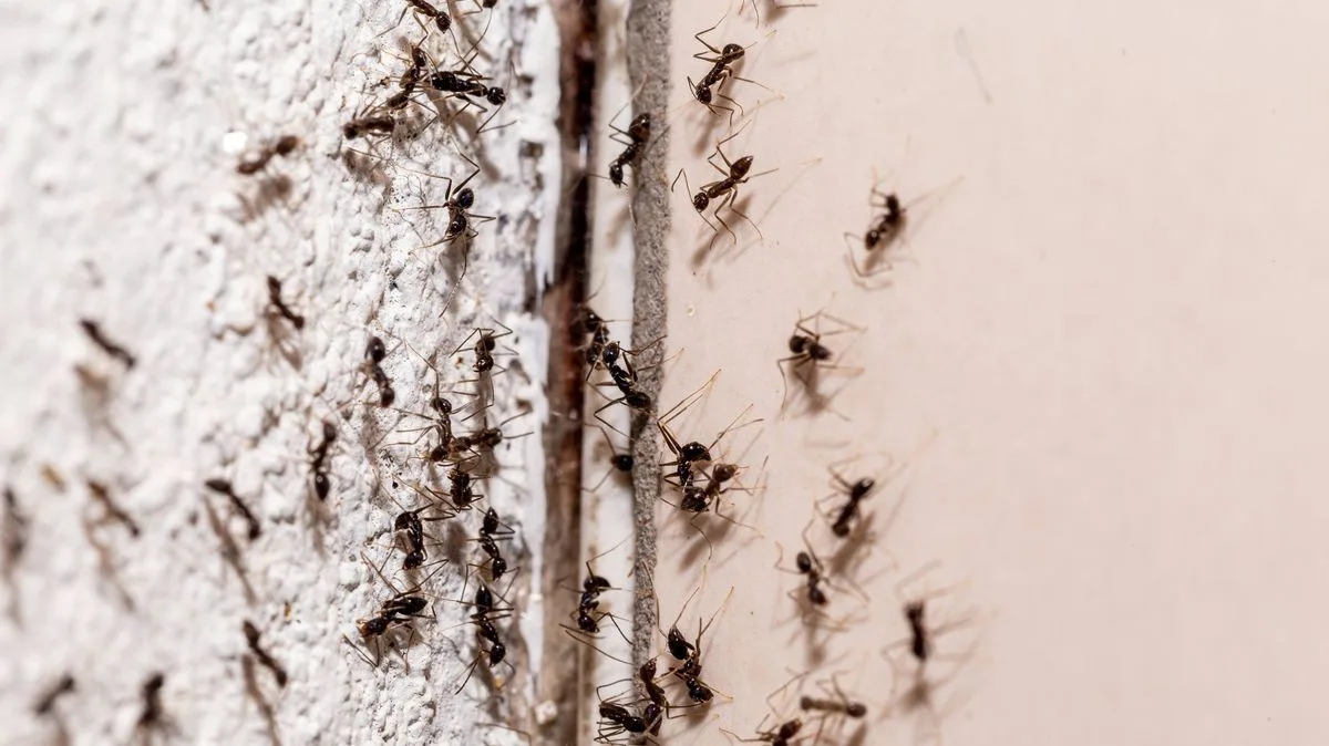 Cinnamon: The Natural Ant Deterrent You Already Have in Your Cupboard