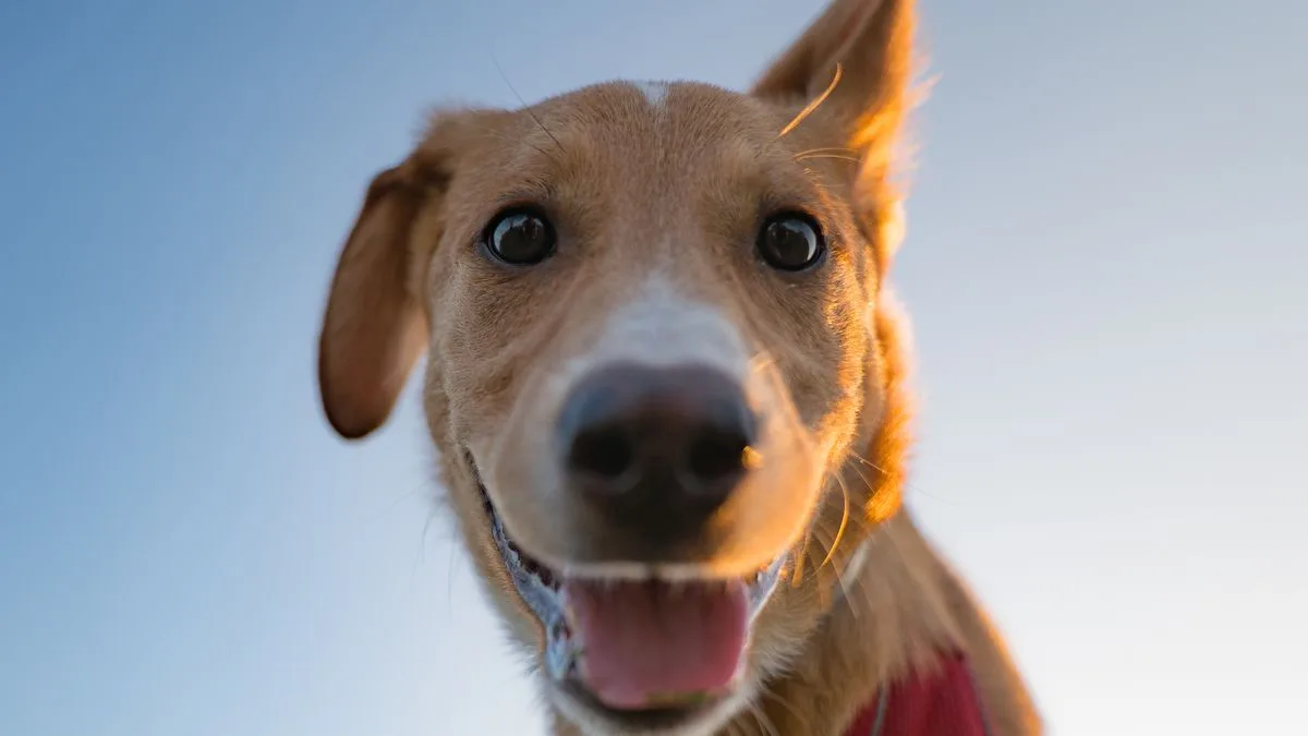 Classic Pet Names Going Extinct As Human Names Rise