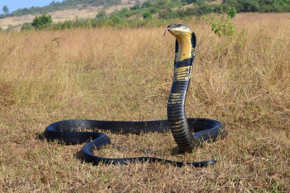 Climate Change to Drive Venomous Snakes Towards Populated Coastlines