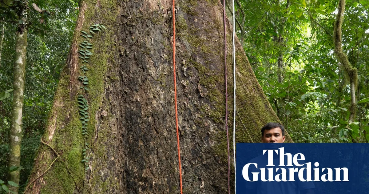 Climbing the World's Tallest Tropical Tree in Borneo
