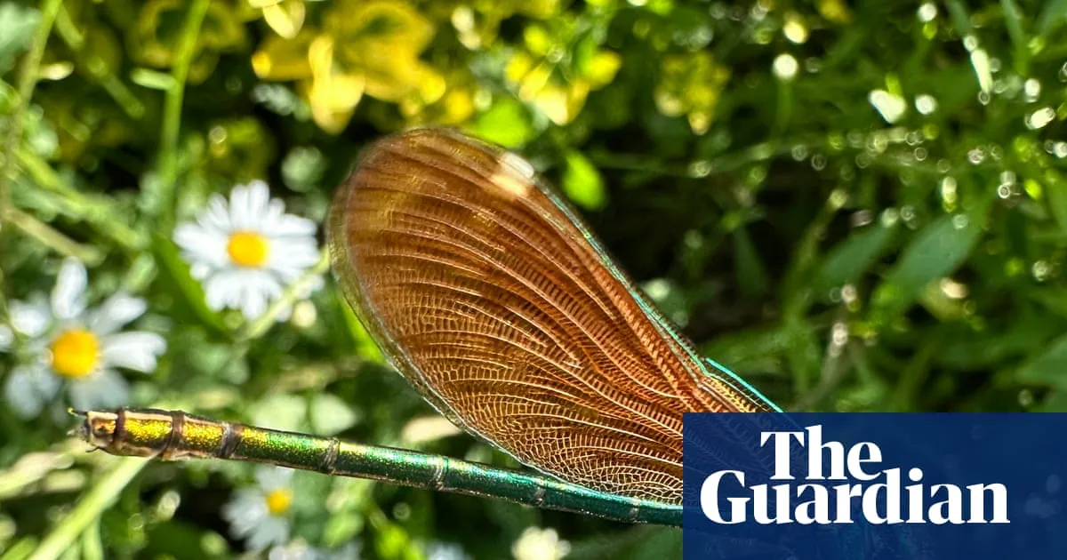 Country diary: A close-up view of a shimmering demoiselle damselfly