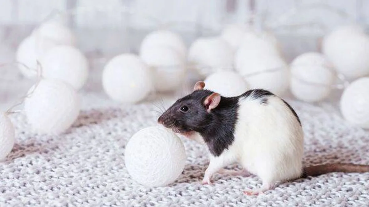 Simple £4 Solution to Keep Rats Out of Your Home This Winter