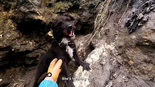 Coastguard's Daring Cliff Rescue Saves Dog from 300ft Fall