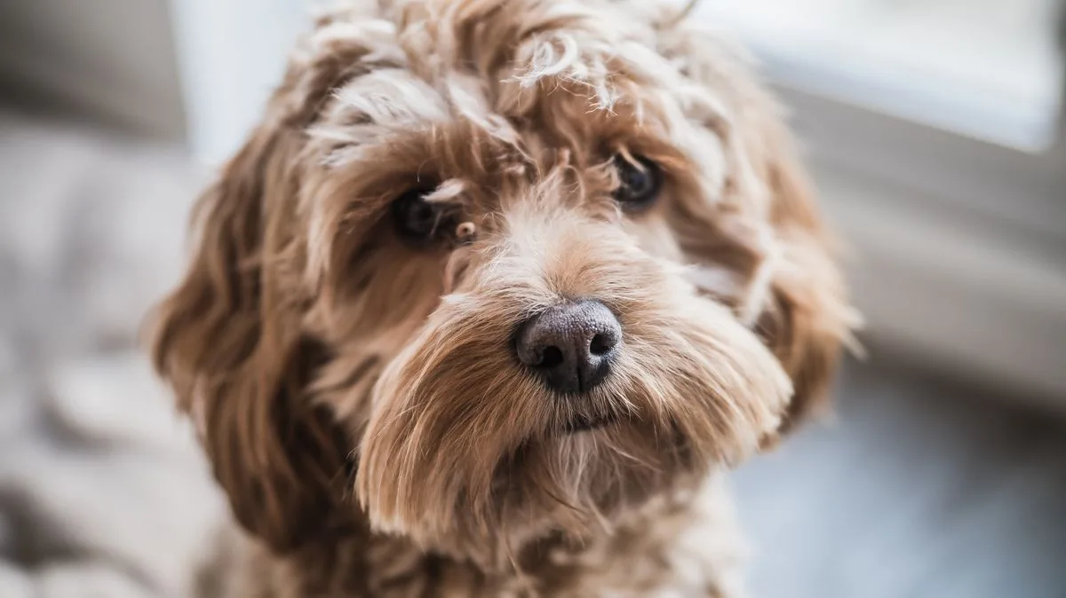 Cockapoo Puppy's Hilarious Crate Escape Goes Viral
