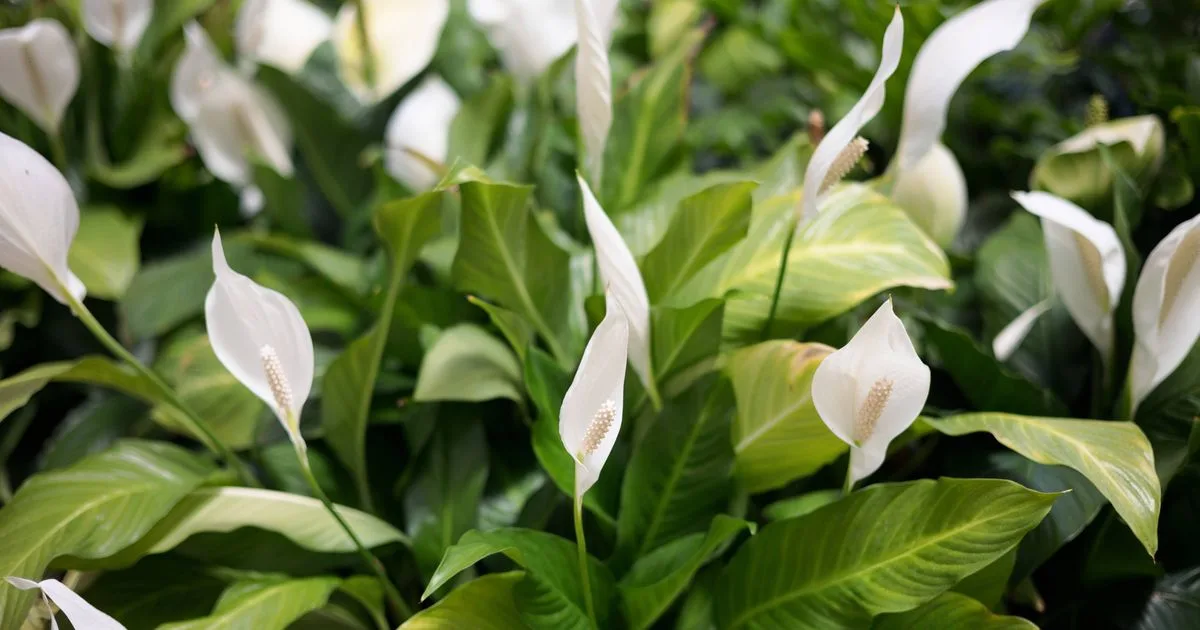 Coffee Grounds Secret To Thriving Peace Lilies