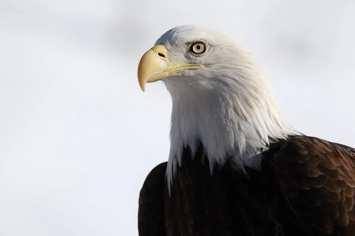 Congress Set to Vote on Bill Expanding 'God Squad' Powers and Weakening Endangered Species Act