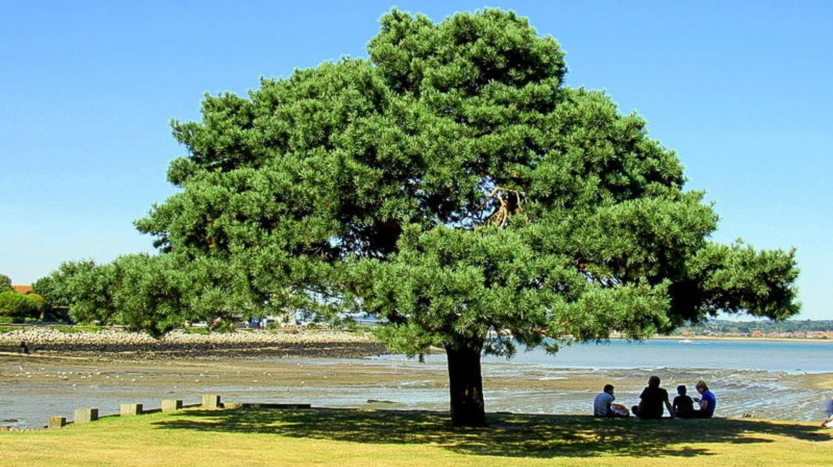 Council Fells Beloved Tree Compared To Sycamore Gap