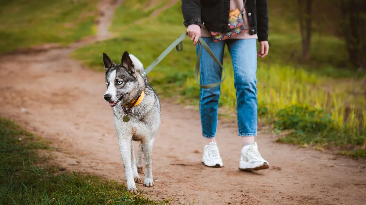 Man Furious After Neighbour Threatens to Kick His Dog Over Walking Route