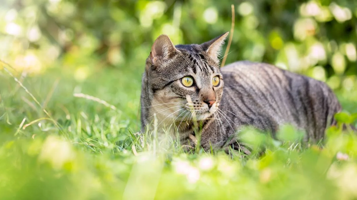 Couple’s Ingenious Solution to Stop Neighbour’s Cat Using Garden as Loo