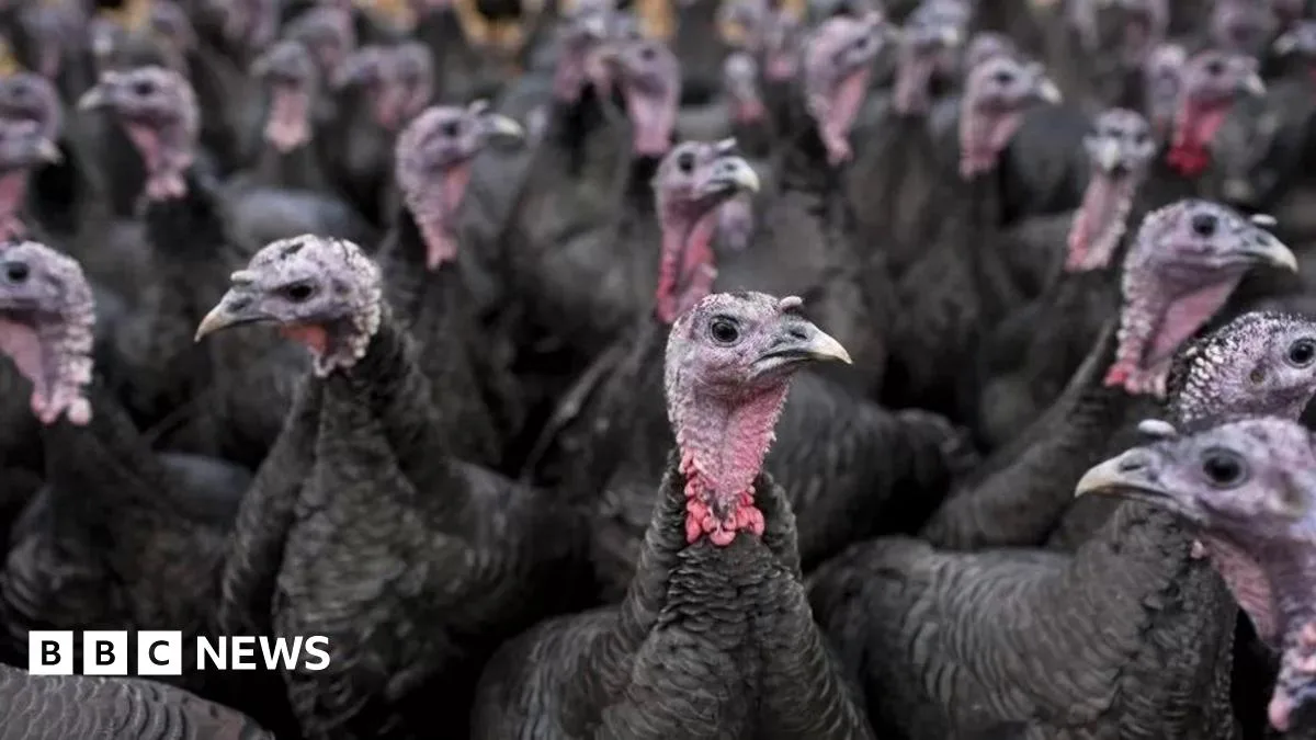 England Orders All Poultry Indoors as Bird Flu Outbreak Threatens Christmas Turkeys