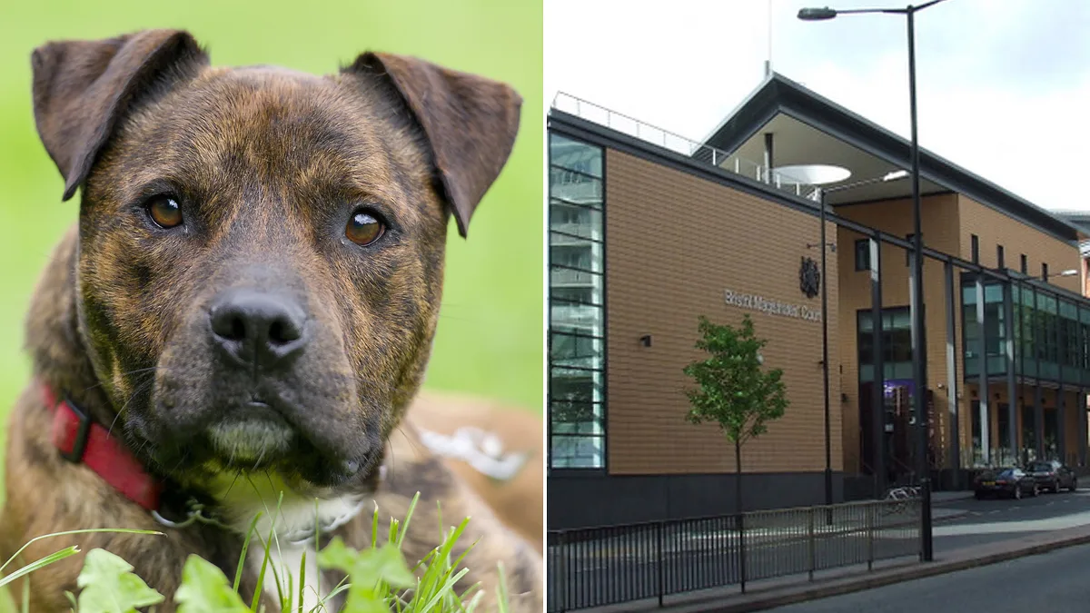 Cruel Owner Jailed for Starving Dog to Death