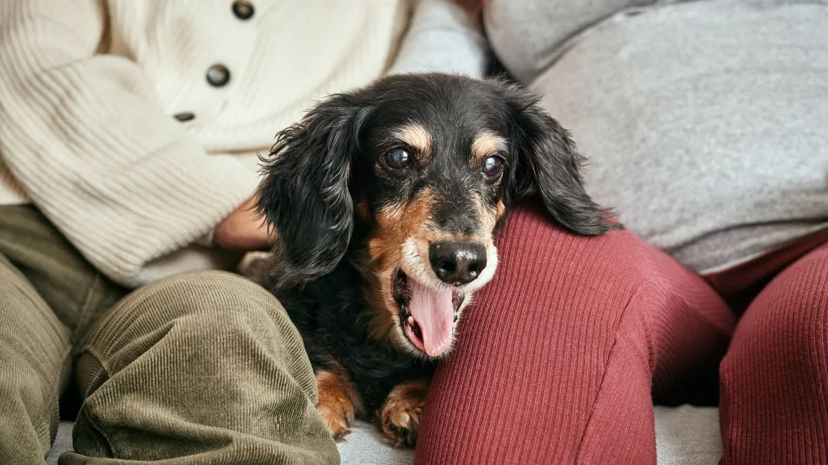 Dachshund's Viral Reaction to Owner's Telling Off