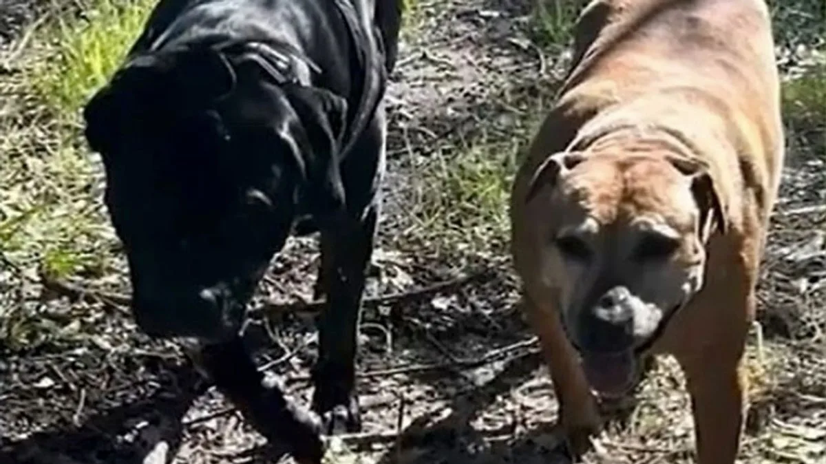 Father and Daughter Watch in Horror as Stranger Stabs Their Dogs in Park