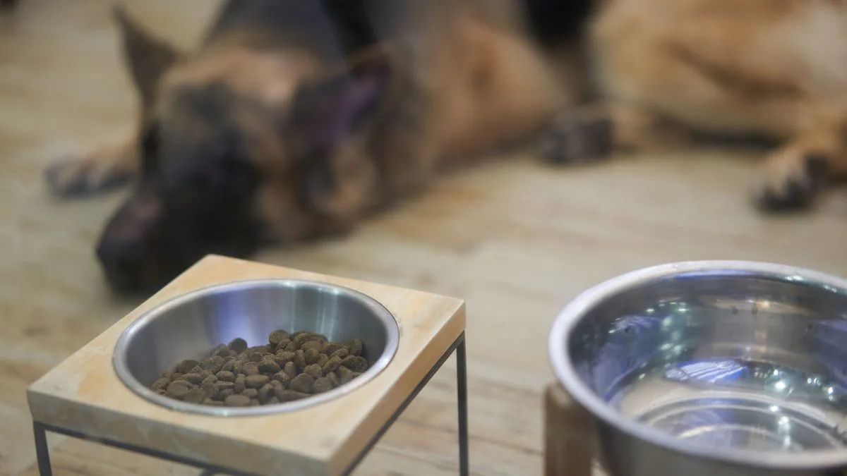 Dog Owners Warned: Wash Bowls Daily to Prevent Kidney Disease