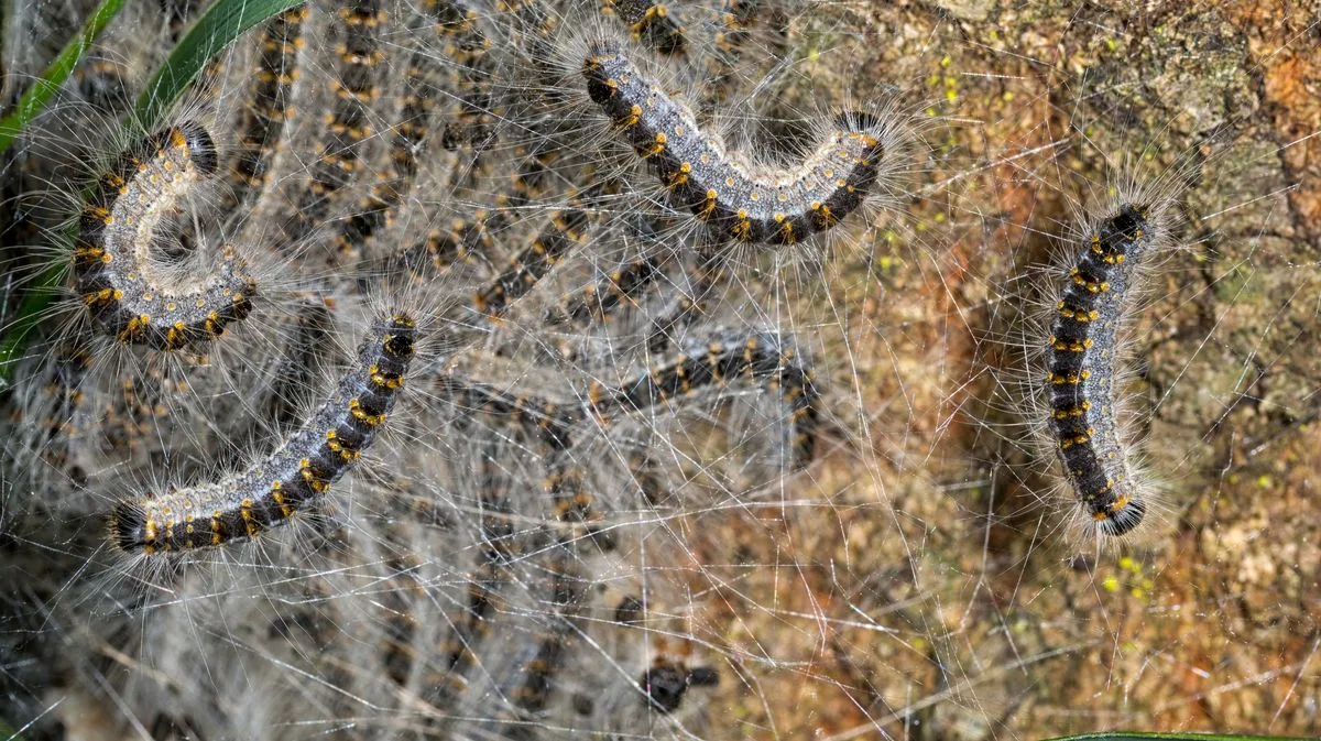 Dangerous Caterpillar Spreading Rapidly Across UK