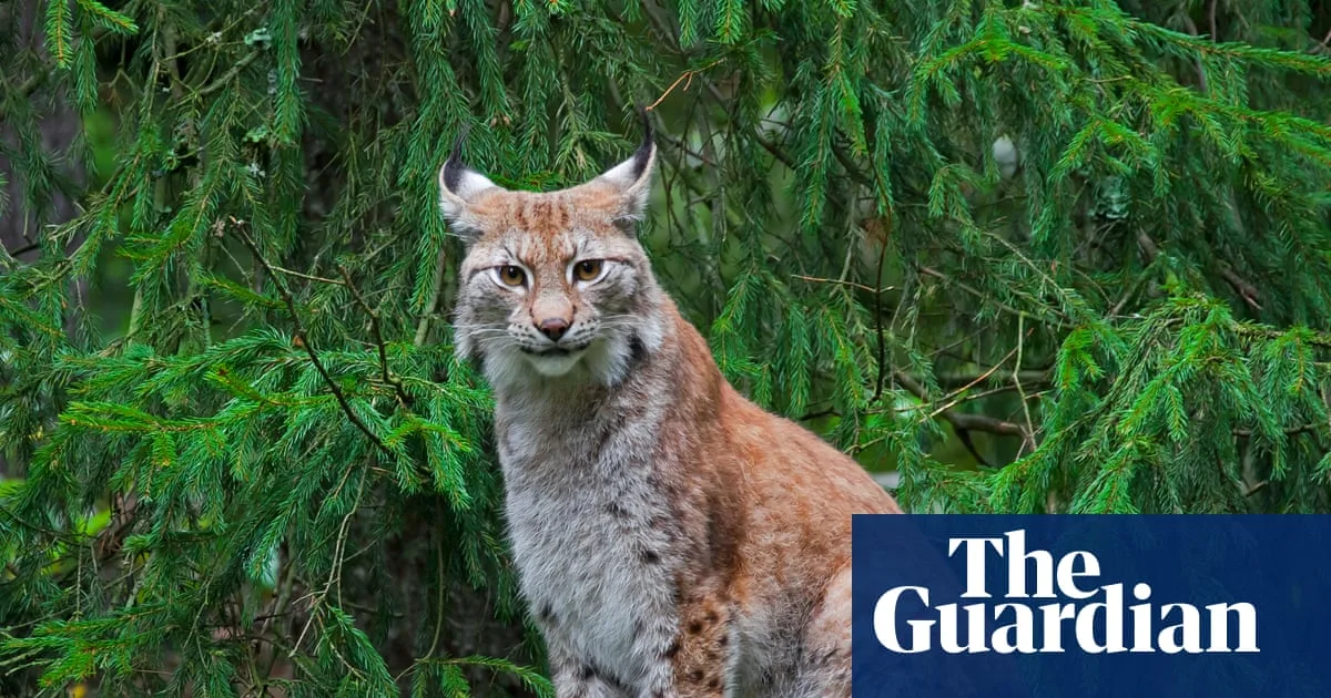 Danish Zoo Asks Public to Donate Live Pets for Predator Feed