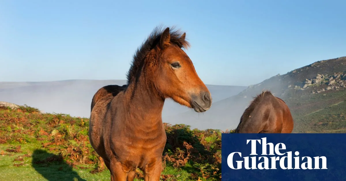 Dartmoor pony cull risk prompts MPs to demand livestock rule change