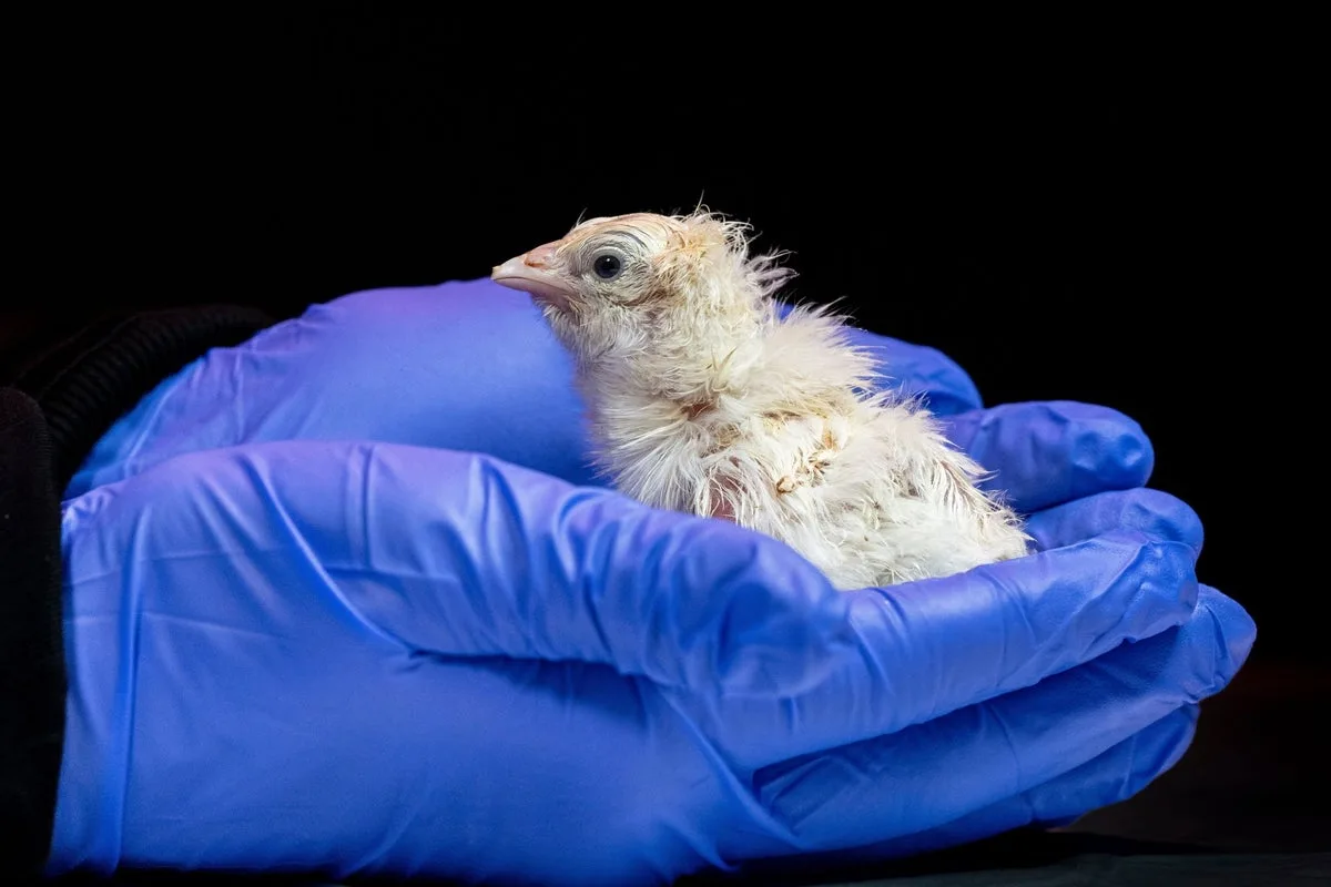 De-Extinction Firm Hatches Chicks from Artificial Eggshell