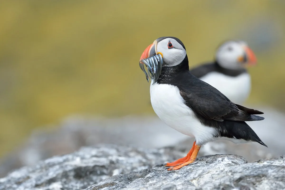 Scottish puffin deaths in Spain raise climate change fears