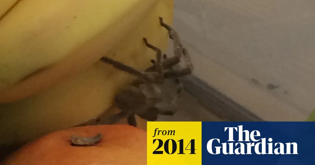 Deadly Brazilian Wandering Spider Found in Waitrose Bananas in South London