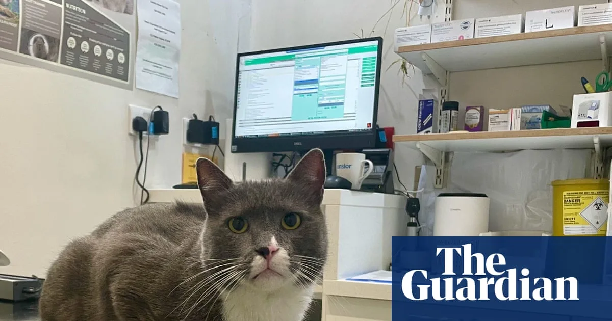 Counterfeit Flea Treatments Poisoning UK Cats, Warns Government Agency