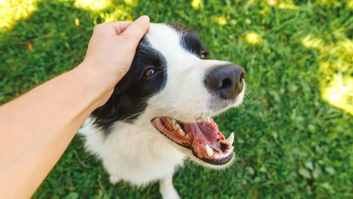 Vet Warns of Nine Hidden Garden Dangers for Dogs This Summer