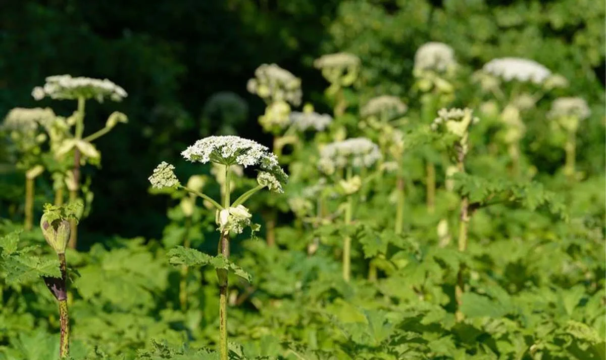 Public Warned as Invasive Giant Hogweed Spreads Across UK