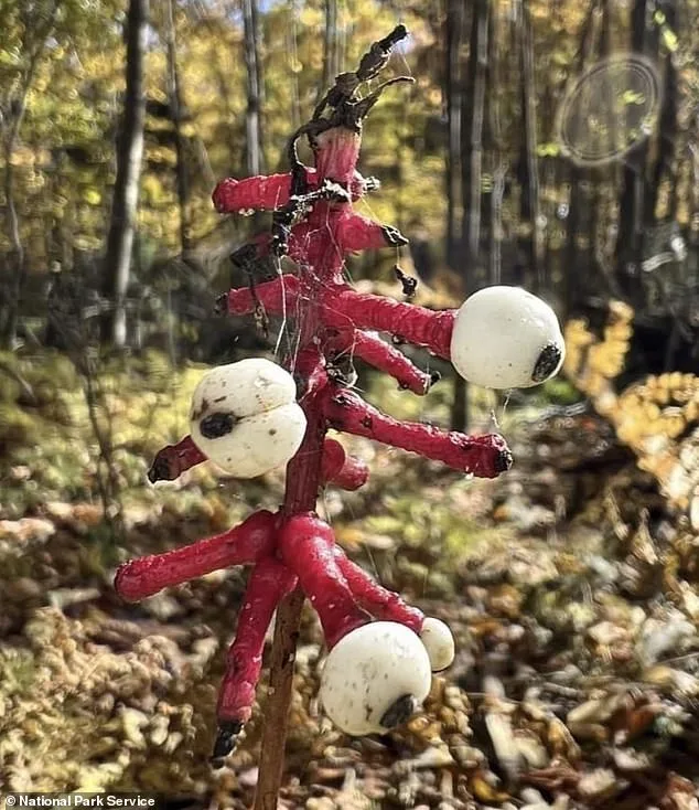 Urgent Warning Over Deadly 'Doll's Eye' Plant for UK Foragers