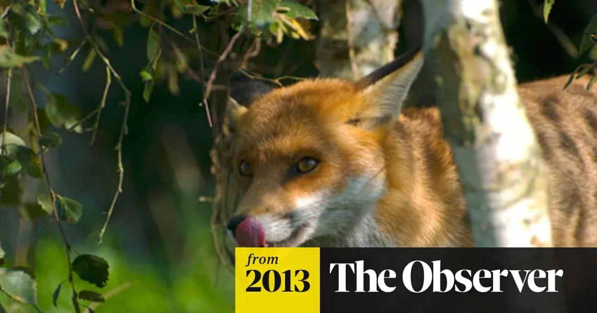 Deter Foxes Naturally With Coffee Grounds
