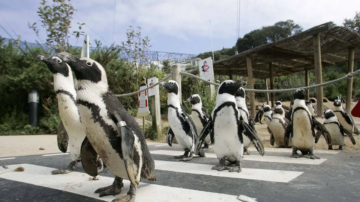 Devon Zoo Closure May Lead to Euthanasia of Animals